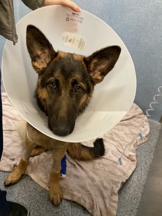 VCA West Coast Specialty and Emergency Animal Hospital Picture 9