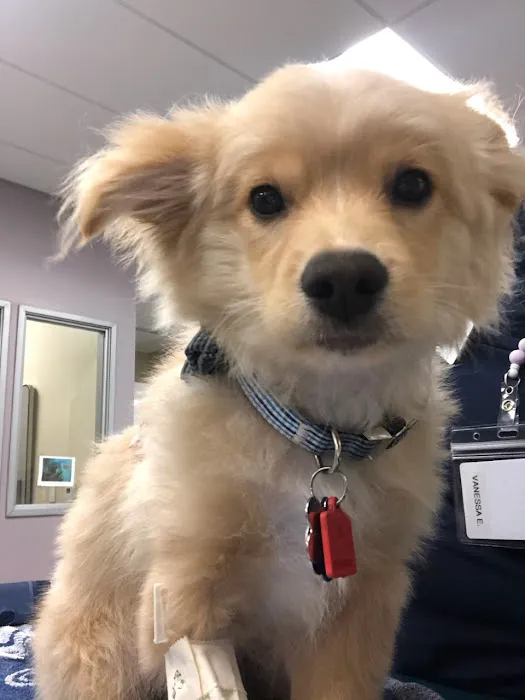 VCA West Coast Specialty and Emergency Animal Hospital Picture 8