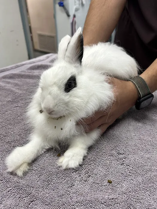 South Coast Pet Hospital Picture 4
