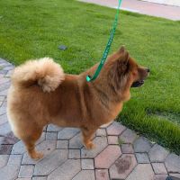 South Coast Pet Hospital ico