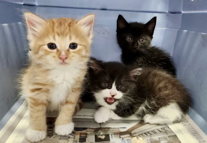 South Coast Pet Hospital Picture 2
