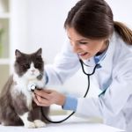 Santa Ana Veterinary Hospital