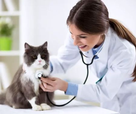 Santa Ana Veterinary Hospital