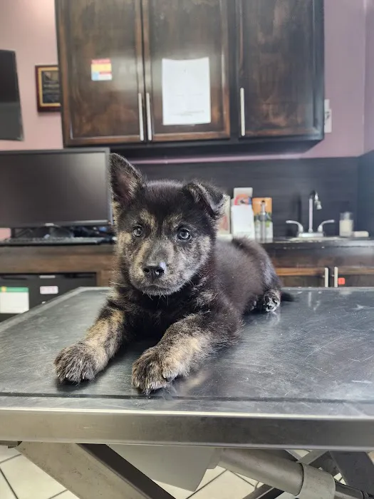 Santa Ana Veterinary Hospital Picture 4