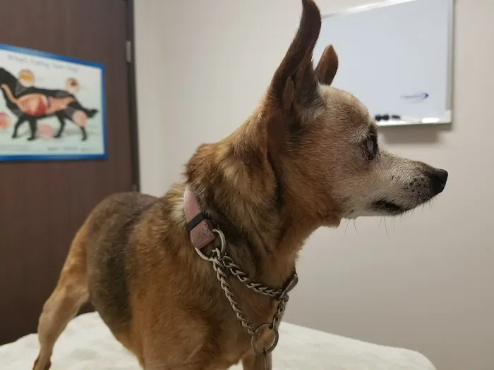 Riverdale Animal Hospital Picture 7