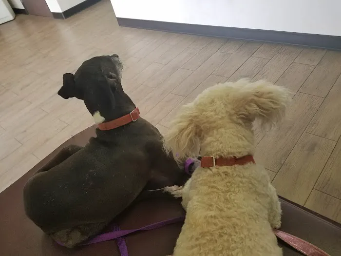 Riverdale Animal Hospital Picture 1
