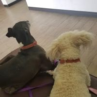 Riverdale Animal Hospital ico