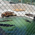 Marine Mammal Care Center