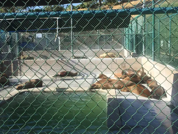 Marine Mammal Care Center Picture 9