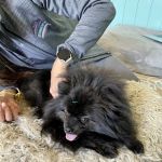 Integrative Pet Wellness Center