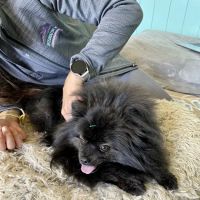 Integrative Pet Wellness Center ico