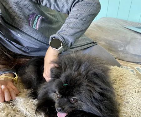 Integrative Pet Wellness Center
