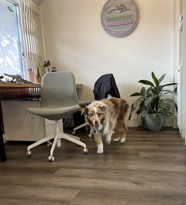 Integrative Pet Wellness Center Picture 8