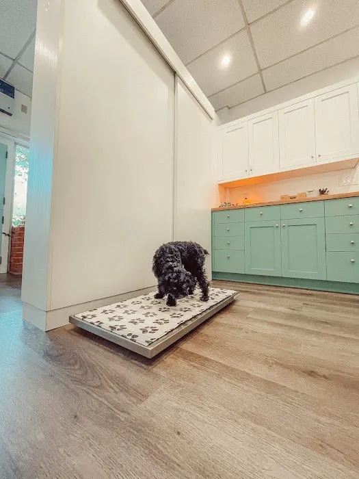 Integrative Pet Wellness Center Picture 10