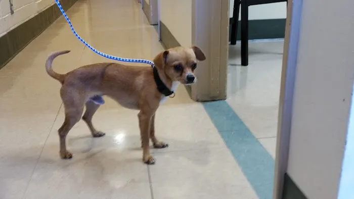 Peninsula Center Pet Hospital Picture 9