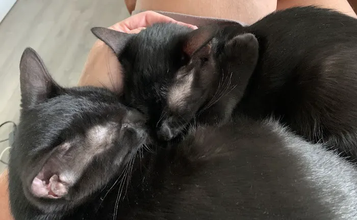 Placentia Veterinary Clinic Picture 3