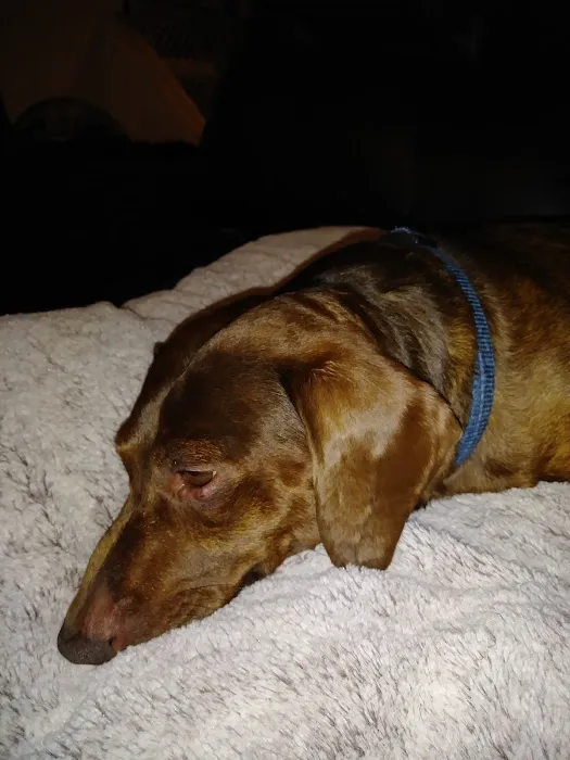 Placentia Veterinary Clinic Picture 2