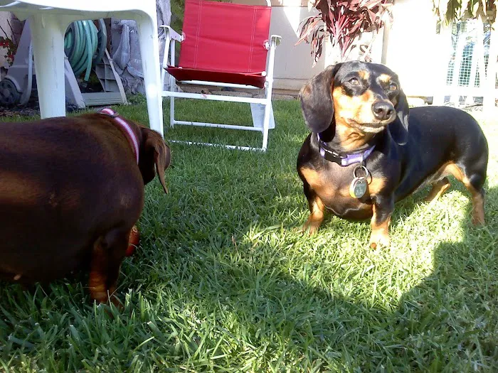 Placentia Veterinary Clinic Picture 1