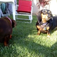 Placentia Veterinary Clinic ico