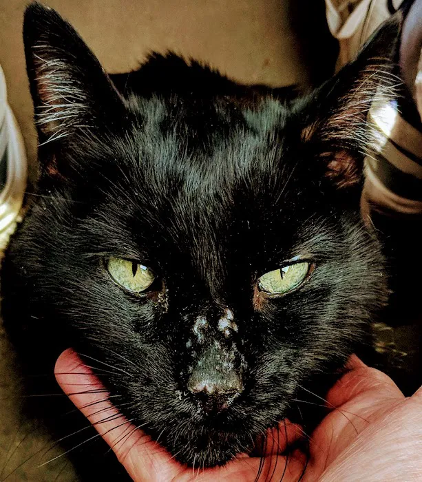 Placentia Veterinary Clinic Picture 7