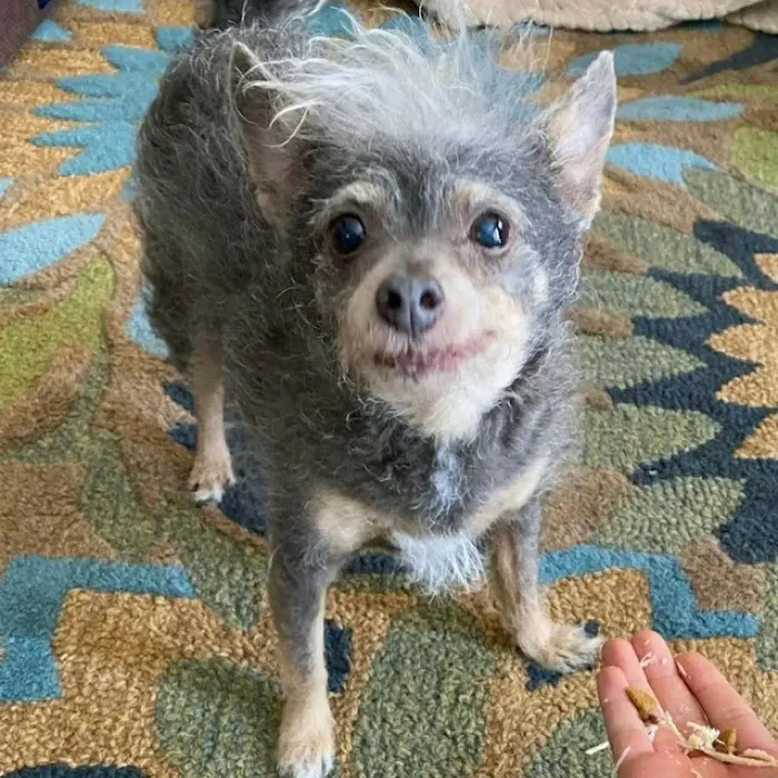 Placentia Veterinary Clinic Picture 10