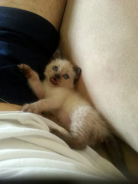 Yolinda Animal Hospital Picture 3