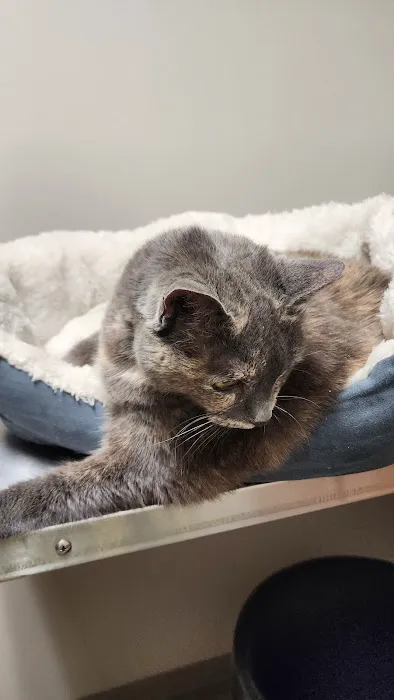 Yolinda Animal Hospital Picture 2