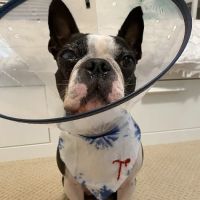 Veterinary Eye Institute Anaheim ico