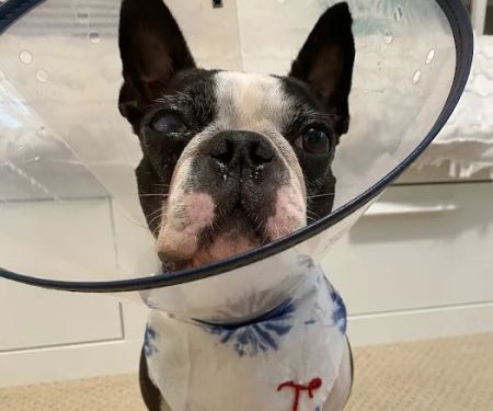 Veterinary Eye Institute Anaheim