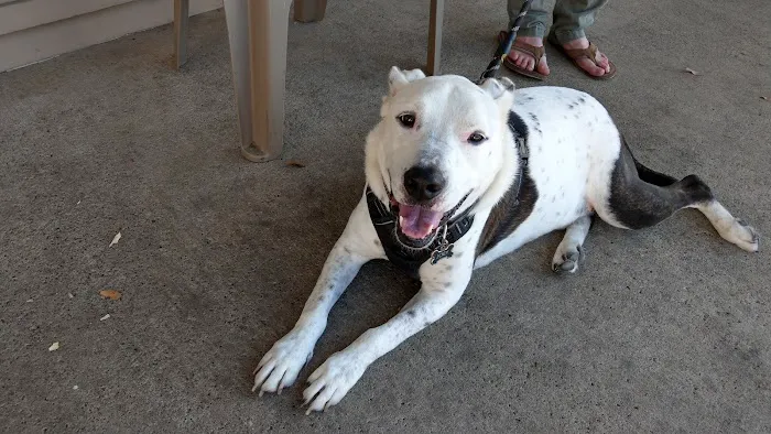 Circle of Friends Veterinary Picture 5