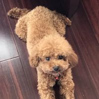Animal Hospital Highway 6 ico
