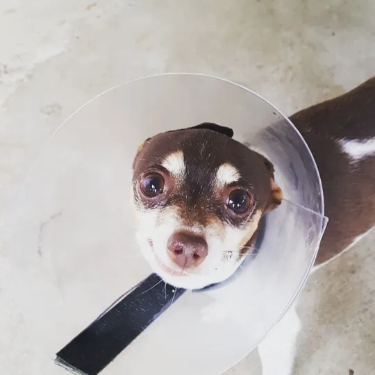 Animal Hospital Highway 6 Picture 6
