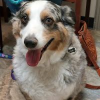 First Colony Veterinary Clinic ico