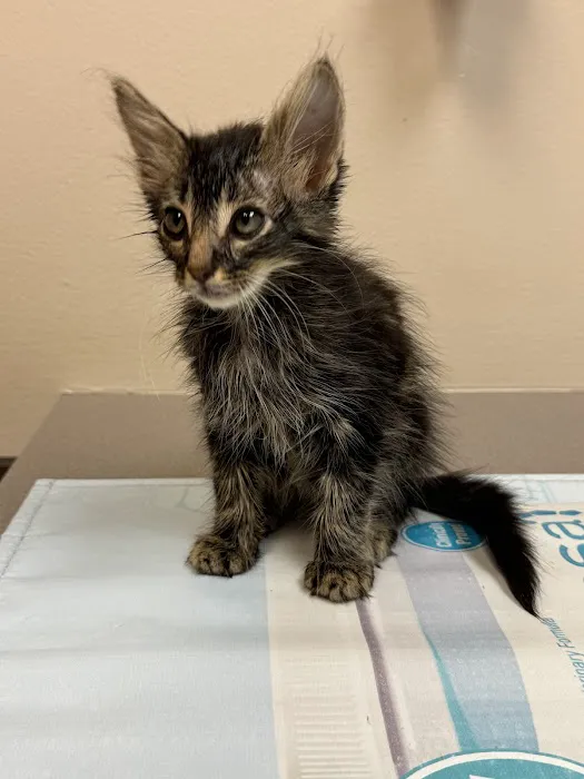 First Colony Veterinary Clinic Picture 6