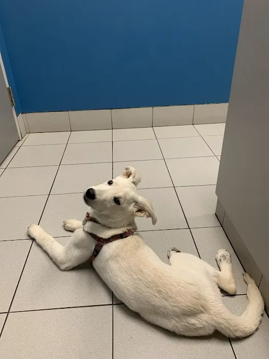 VCA Southwest Freeway Animal Hospital Picture 4