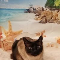 VCA Southwest Freeway Animal Hospital ico