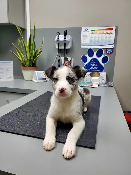 VCA Southwest Freeway Animal Hospital Picture 6