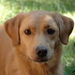 Texas Veterinary Behavior Services
