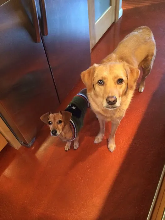 Texas Veterinary Behavior Services Picture 4