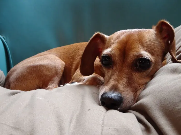 Texas Veterinary Behavior Services Picture 3