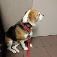 VCA Lexington Boulevard Animal Hospital ico