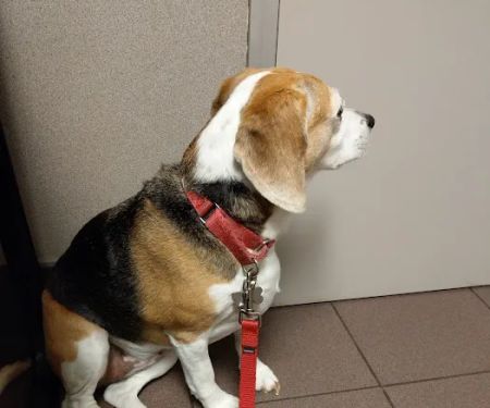 VCA Lexington Boulevard Animal Hospital