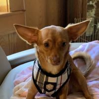 Sugar Land Veterinary Specialists & Emergency Care ico