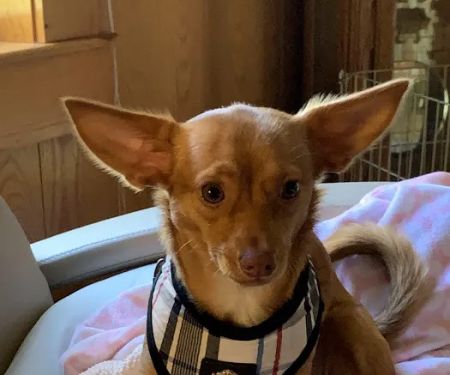 Sugar Land Veterinary Specialists & Emergency Care