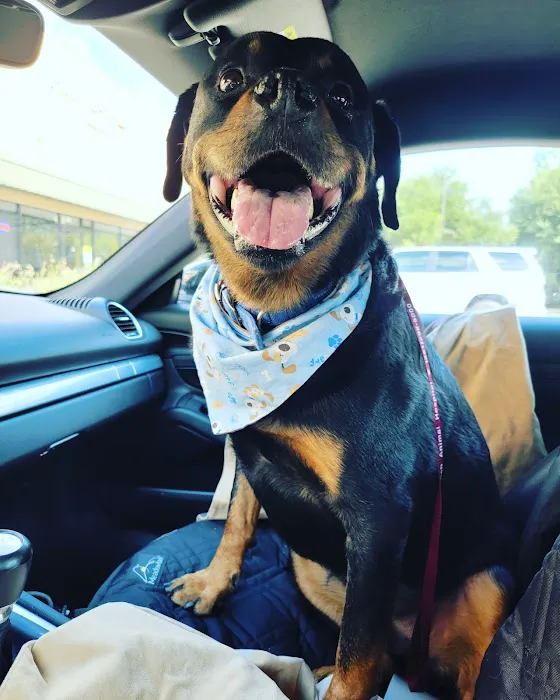 Sugar Land Veterinary Specialists & Emergency Care Picture 2