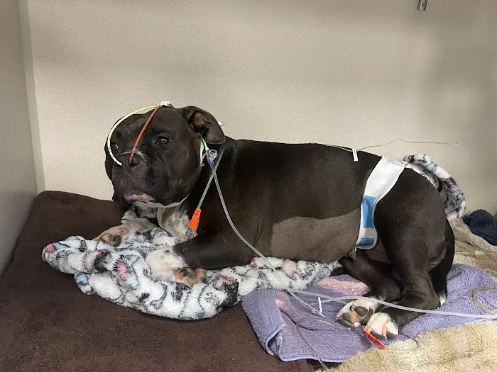 Sugar Land Veterinary Specialists & Emergency Care Picture 8