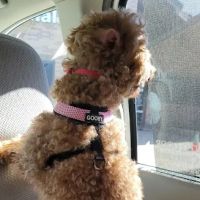 Lexington Boulevard Animal Hospital: Baxter Dayna DVM ico
