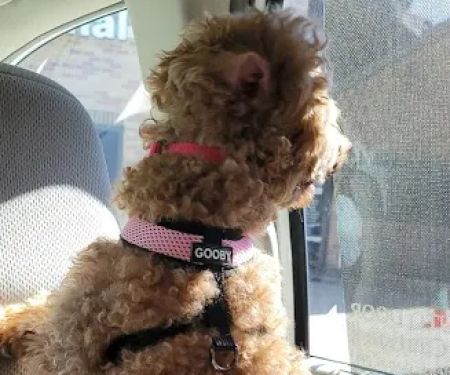 Lexington Boulevard Animal Hospital: Baxter Dayna DVM