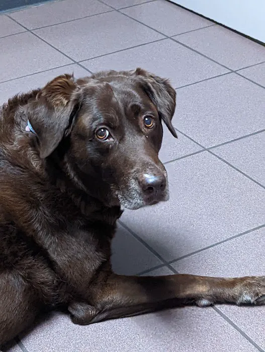 Lexington Boulevard Animal Hospital: Baxter Dayna DVM Picture 4
