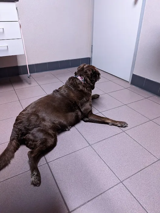 Lexington Boulevard Animal Hospital: Baxter Dayna DVM Picture 8